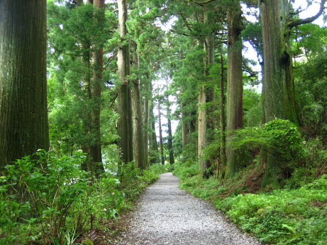 元箱根旧街道杉並木